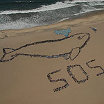 2007 - The Migrating Human Whale Project